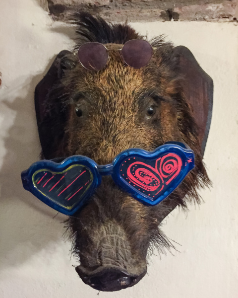 A boar on the wall