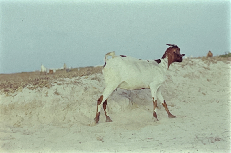 A Somalian goat