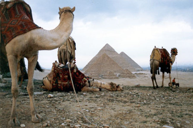 cairo_camels_pyramids