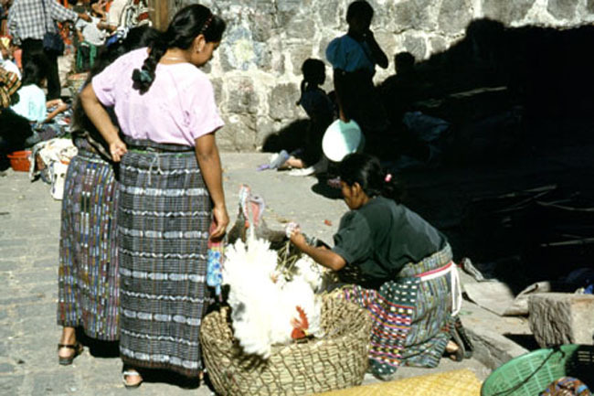 chicken