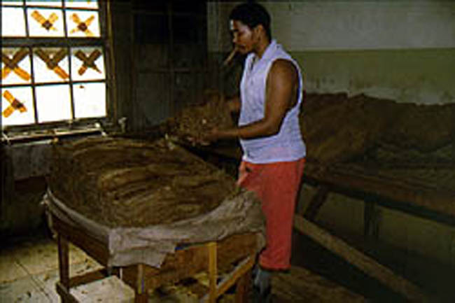 cigar_man