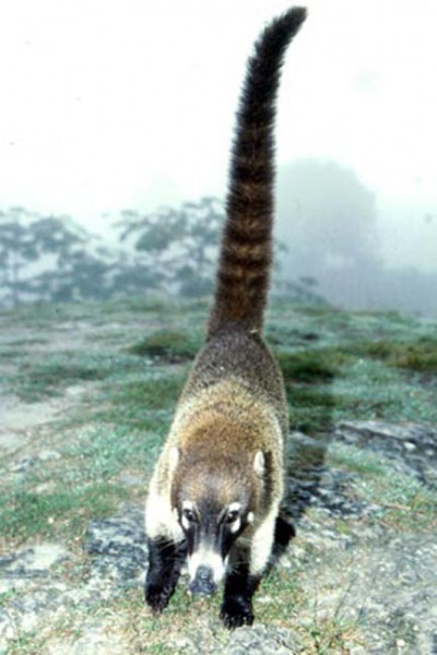 coati