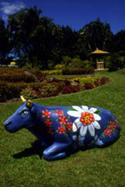 cow
