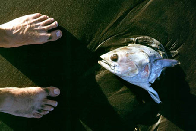 fishhead