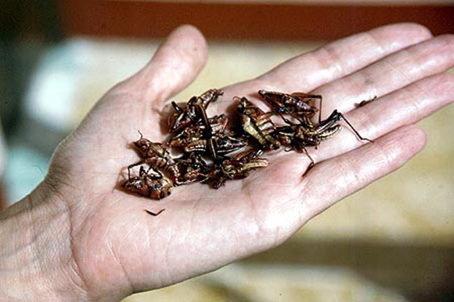 grasshopper_hand