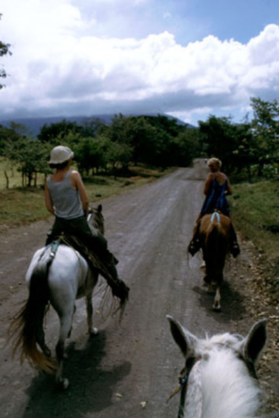 horses
