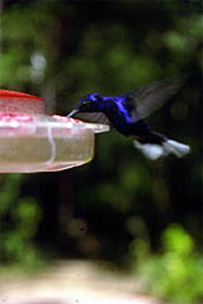 hummingbird