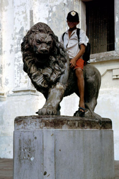lion
