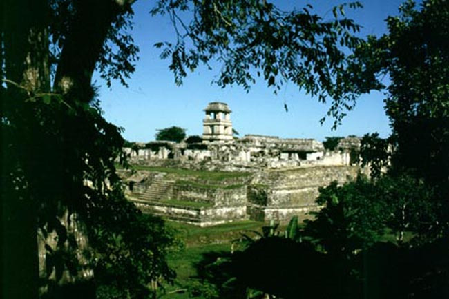 palenque_trees
