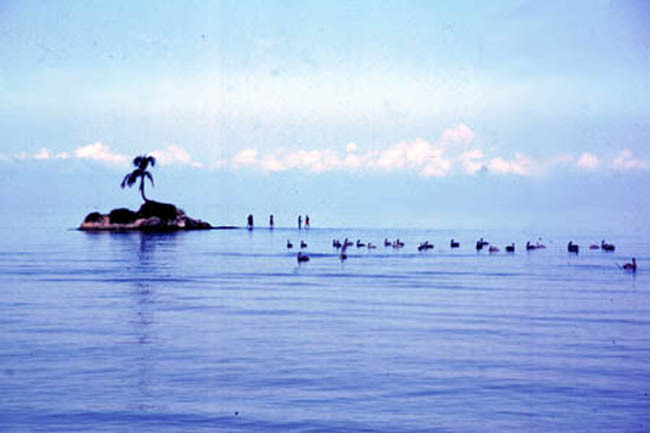 palm_tree
