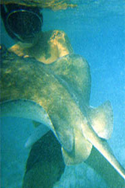 ray