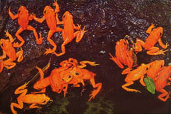 red_frogs