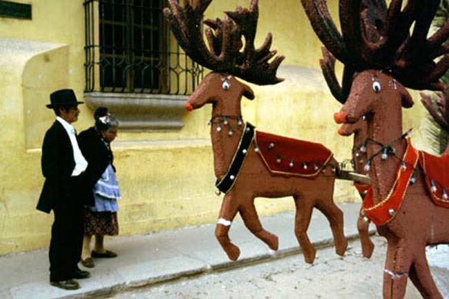 reindeer