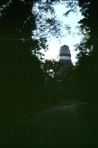 tikal_trees