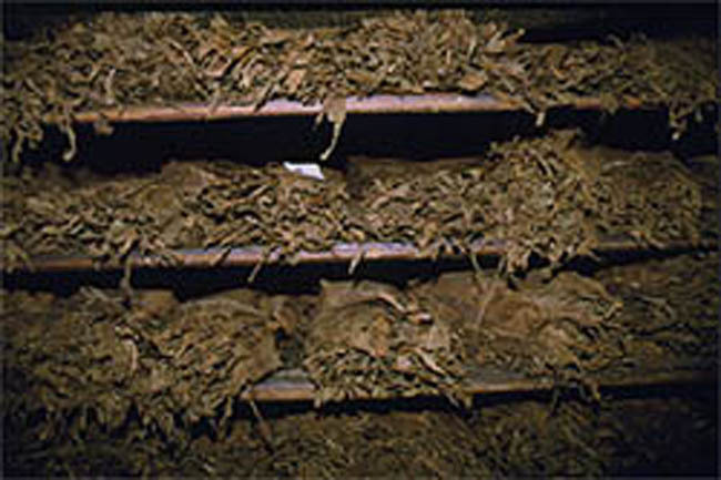 tobacco