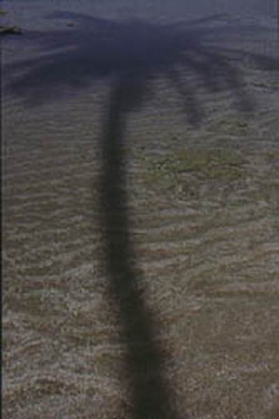 water_palm