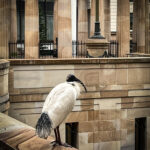 An Ibis on the lookout (Peter Moore)