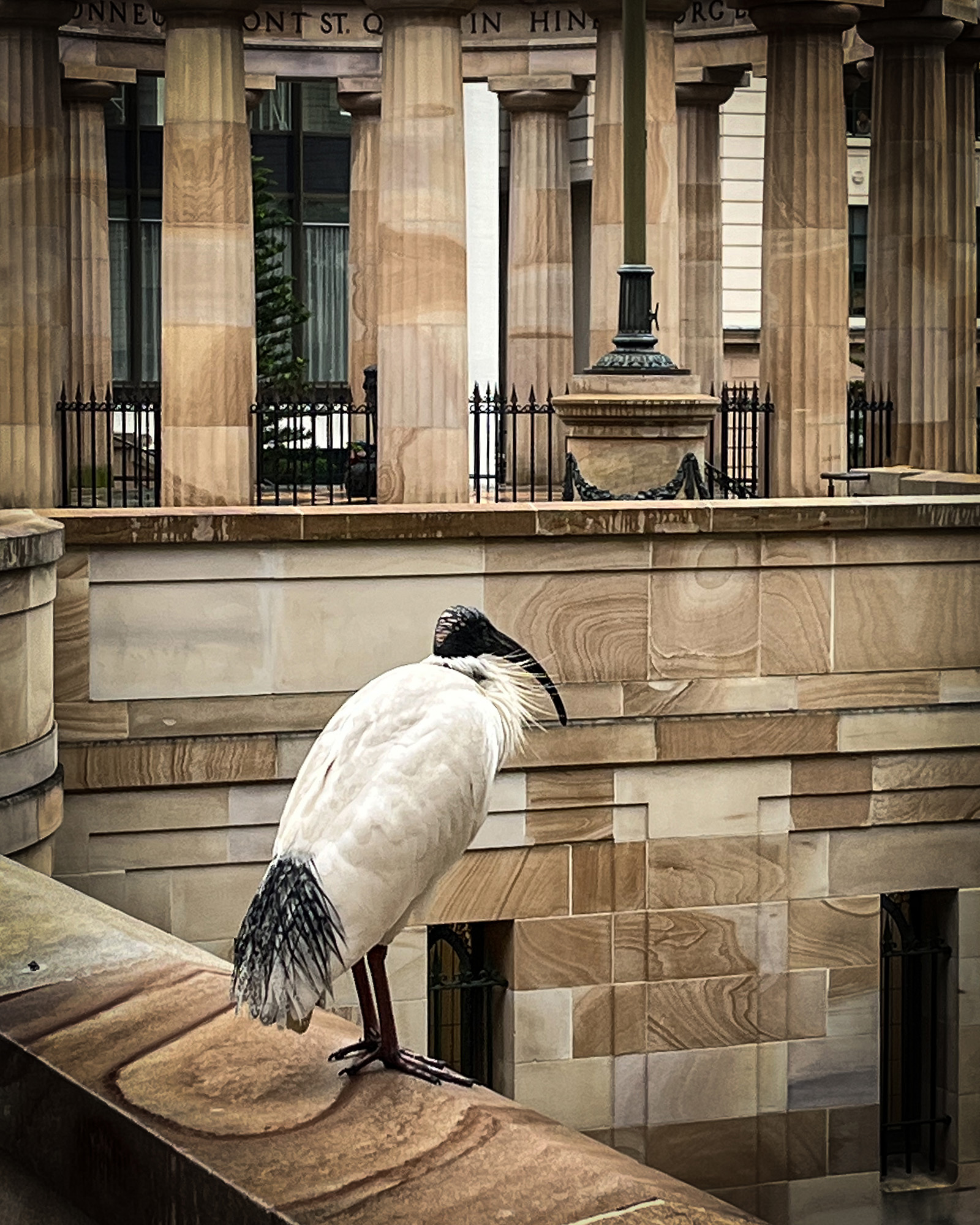 An Ibis on the lookout (Peter Moore)