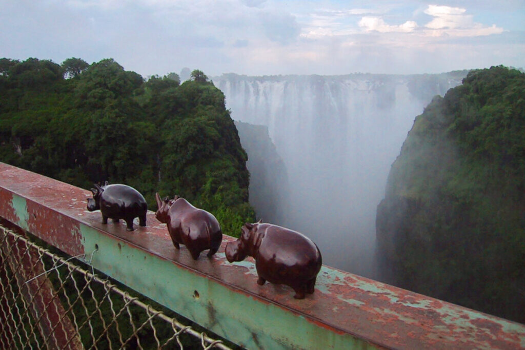 Hippos crossing Vic Falls Bridge (Peter Moore)