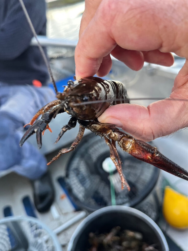 A Swedish crayfish (Peter Moore)