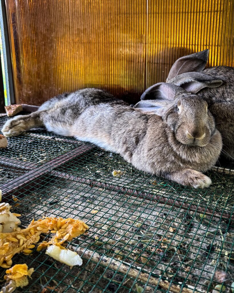 The fur from these giant rabbits is used to make very fine paint brushes (Peter Moore)